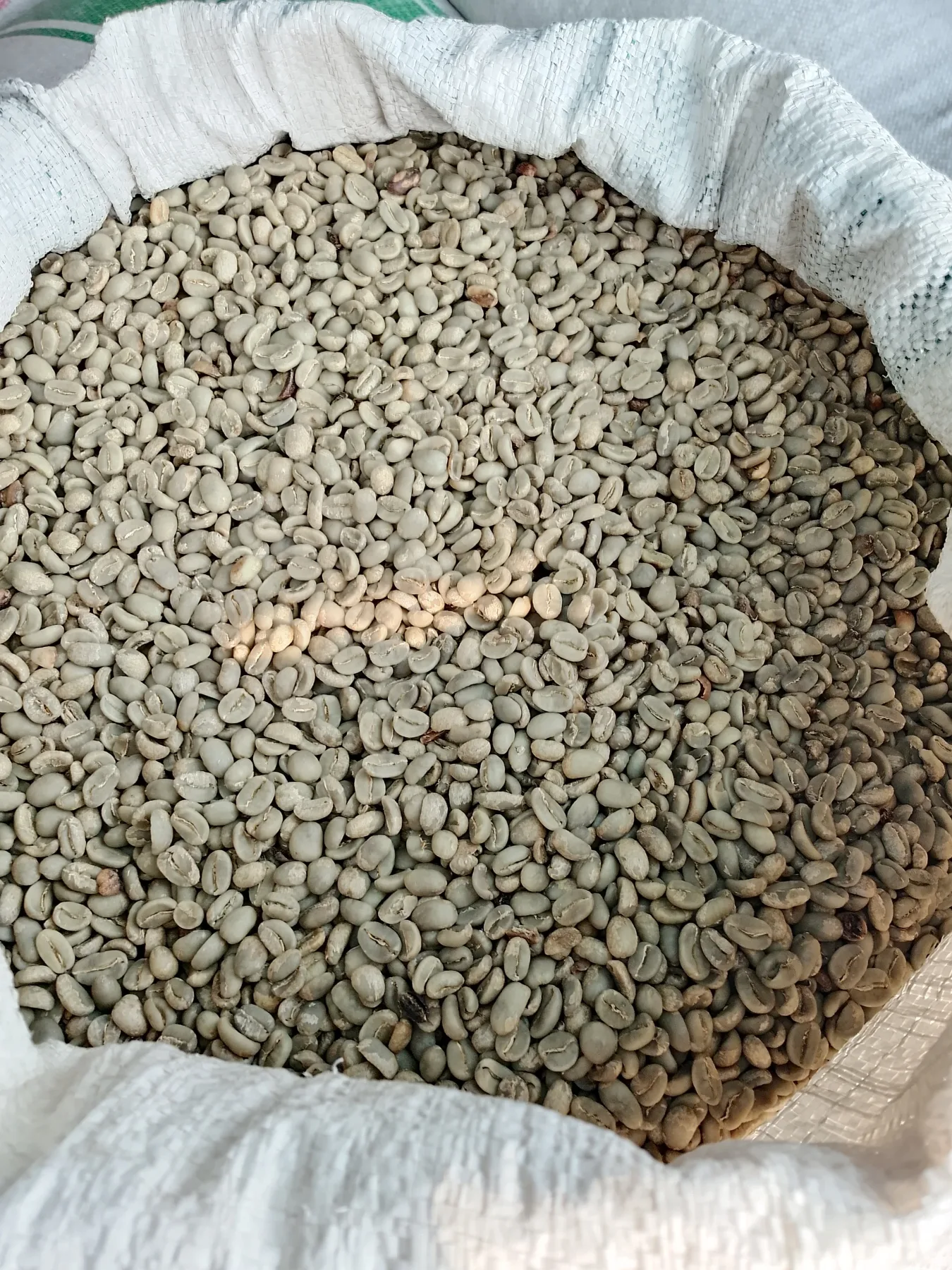 Open sack filled with Flores Bajawa Arabica green coffee beans