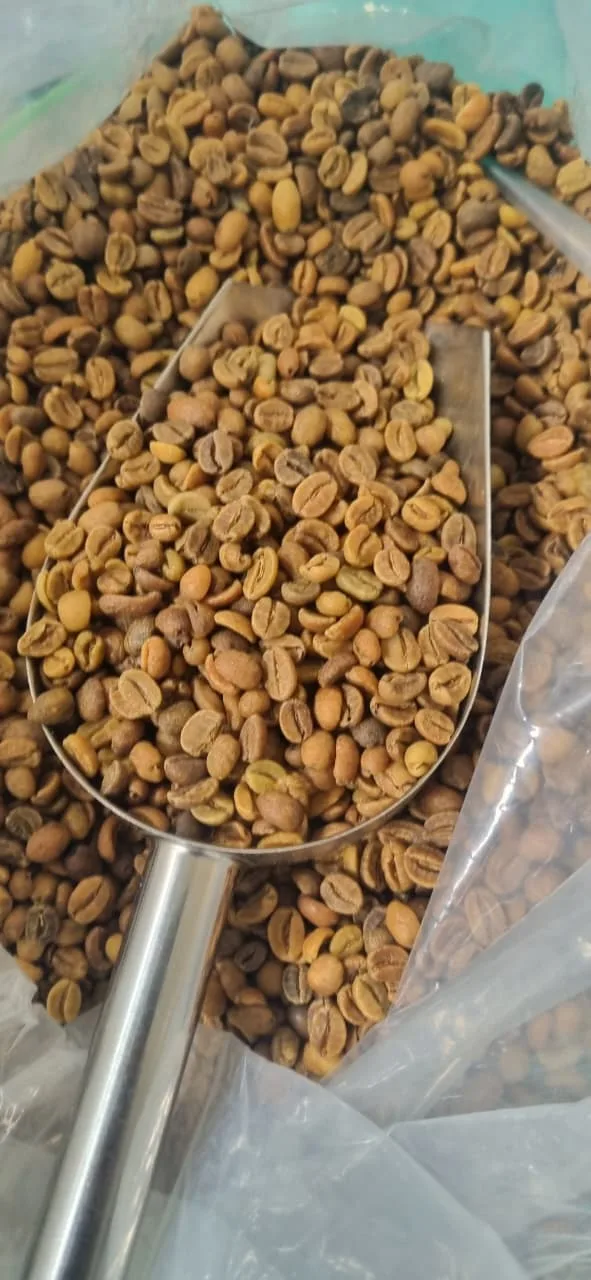 Metal scoop filled with selected Flores Bajawa green coffee beans